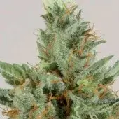  White Skunk Feminised Cannabis Seeds