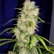 Destroyer Feminised Cannabis Seeds