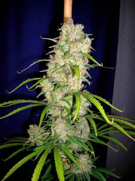 CBG Destroyer Regular Cannabis Seeds