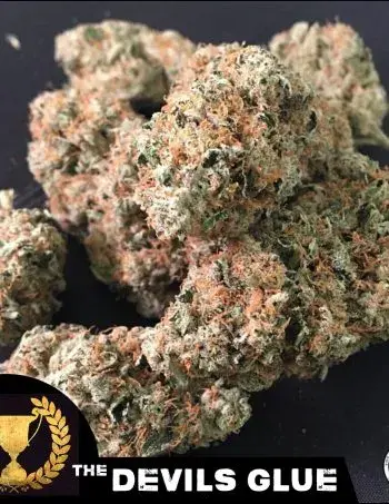 Devils Glue Feminised Cannabis Seeds | Devil’s Harvest Seeds