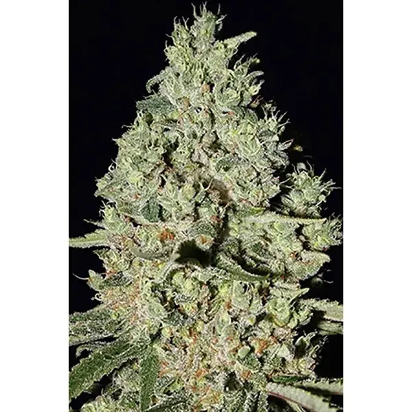 DFA Auto Feminised Cannabis Seeds | Superstrains