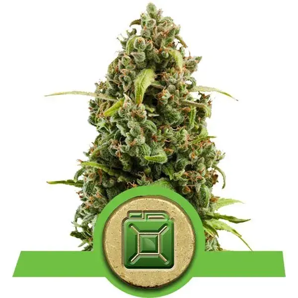 Diesel Auto Feminised Cannabis Seeds | Royal Queen Seeds
