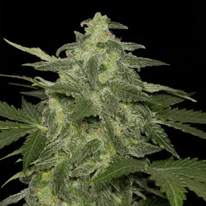 Diesel-Matic Auto Feminised Cannabis Seeds | Black Skull Seeds