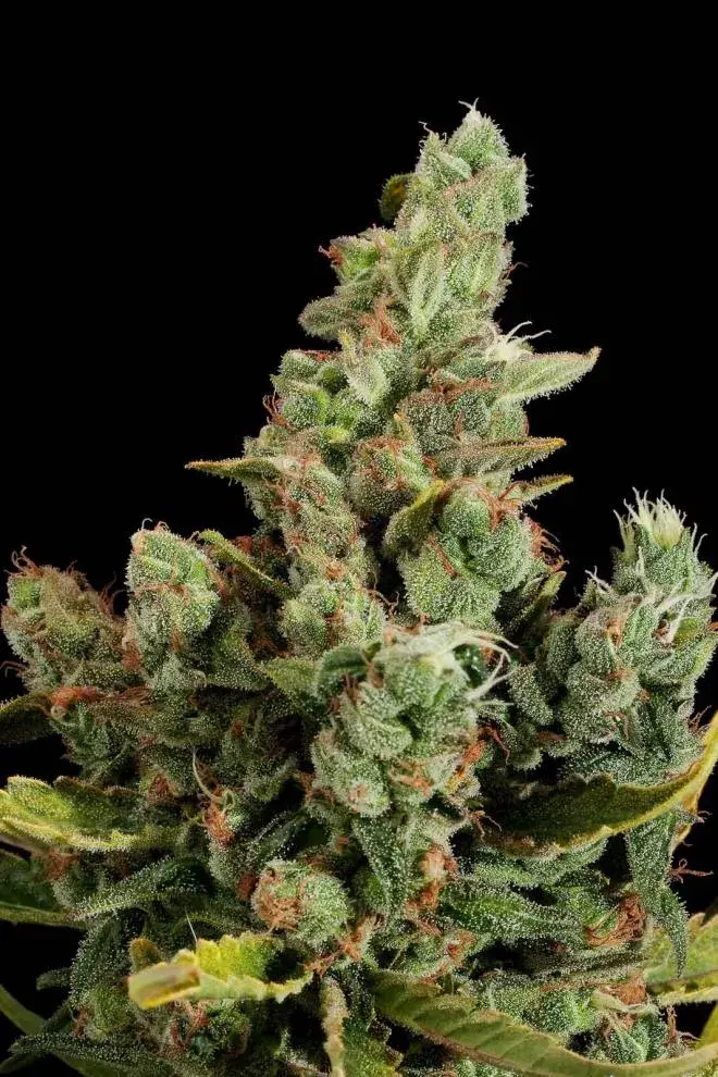 Cheese Feminised Cannabis Seeds | Dinafem Seeds