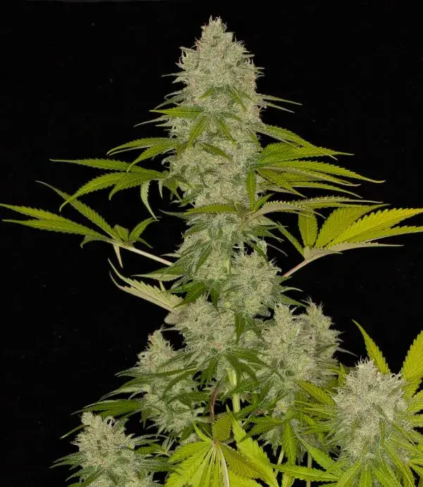 CBD Oil Maker Feminised Cannabis Seeds - Power Strains