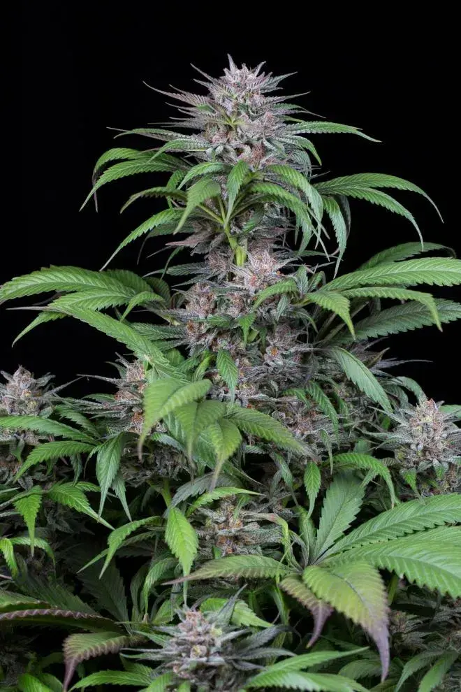 Quick Kush Feminised Cannabis Seeds | Dinafem Seeds