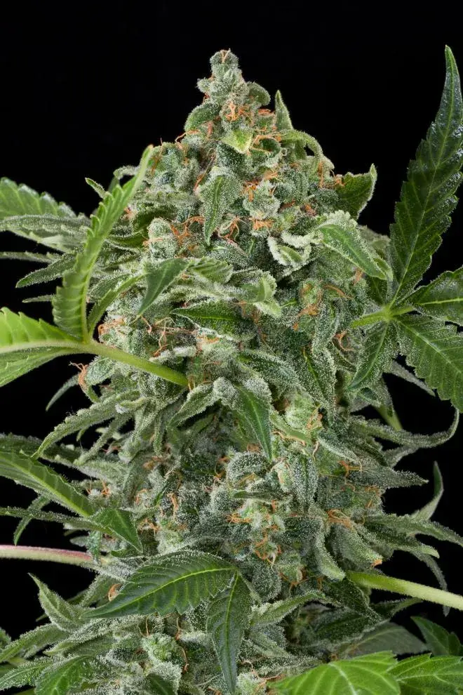 White Cheese Auto Feminised Cannabis Seeds | Dinafem Seeds