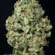 Dinamex Auto Feminised Cannabis Seeds | Dinafem Seeds