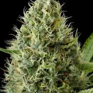 Dinamex Feminised Cannabis Seeds | Dinafem Seeds