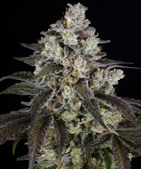 Trainwreck Feminised Cannabis Seeds | Barney's Farm.