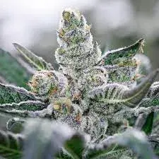 Banana Punch Feminised Cannabis Seeds - Power Strains