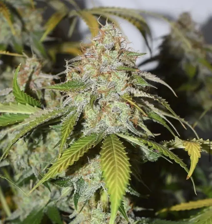 Blackberry Gum Auto Cannabis Seeds | Seed Stockers