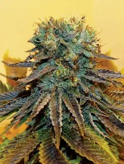 Dream Catcher Feminised Cannabis Seeds | Taylor'd Genetics