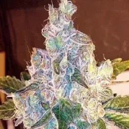 Gage Green Duende Cannabis Seeds