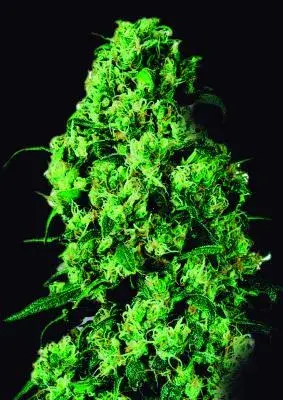 Dulce de Leche Feminised Cannabis Seeds