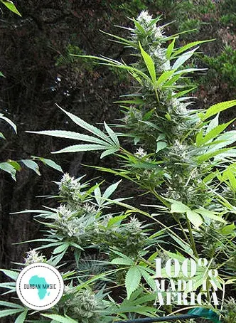 Durban Magic Regular Cannabis Seeds | Seeds of Africa