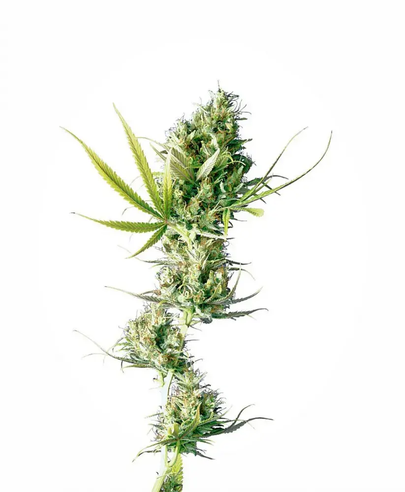 Durban Feminised Cannabis Seeds | Sensi Seeds 