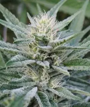 Durbin OG Regular Cannabis Seeds | Apothecary Genetics Seeds 