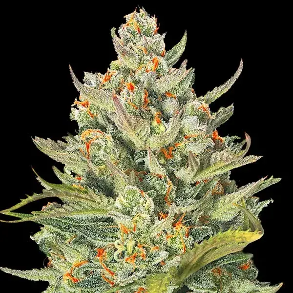 Auto Mimosa Max Feminised Cannabis Seeds | G13 Labs.