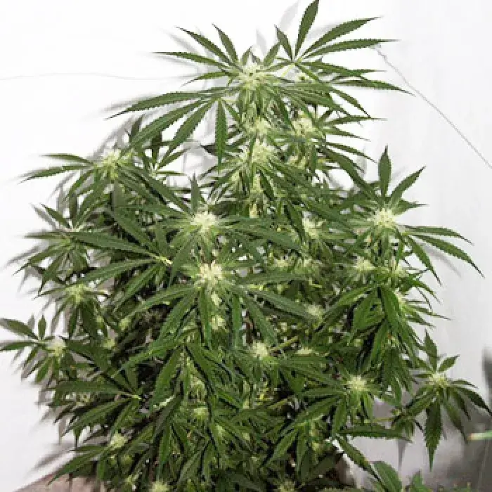 Early Skunk x Haze Regular Cannabis Seeds | Mr Nice Seeds