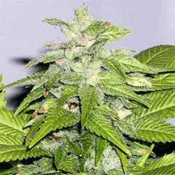 Early Bird Skunk Feminised Cannabis Seeds | Sagarmatha Seeds
