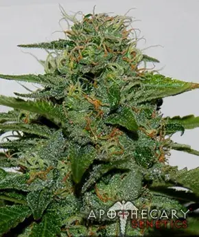 Earth OG Regular Cannabis Seeds | Apothecary Genetics Seeds