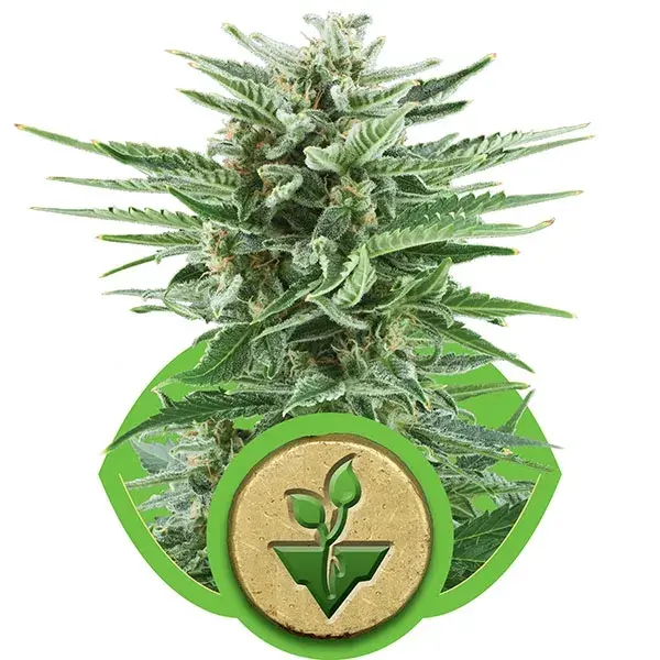 Easy Bud Auto Feminised Cannabis Seeds | Royal Queen Seeds 