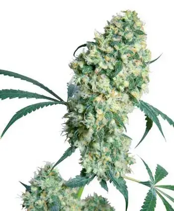Ed Rosenthal Superbud Regular Cannabis Seeds | Sensi Seeds 