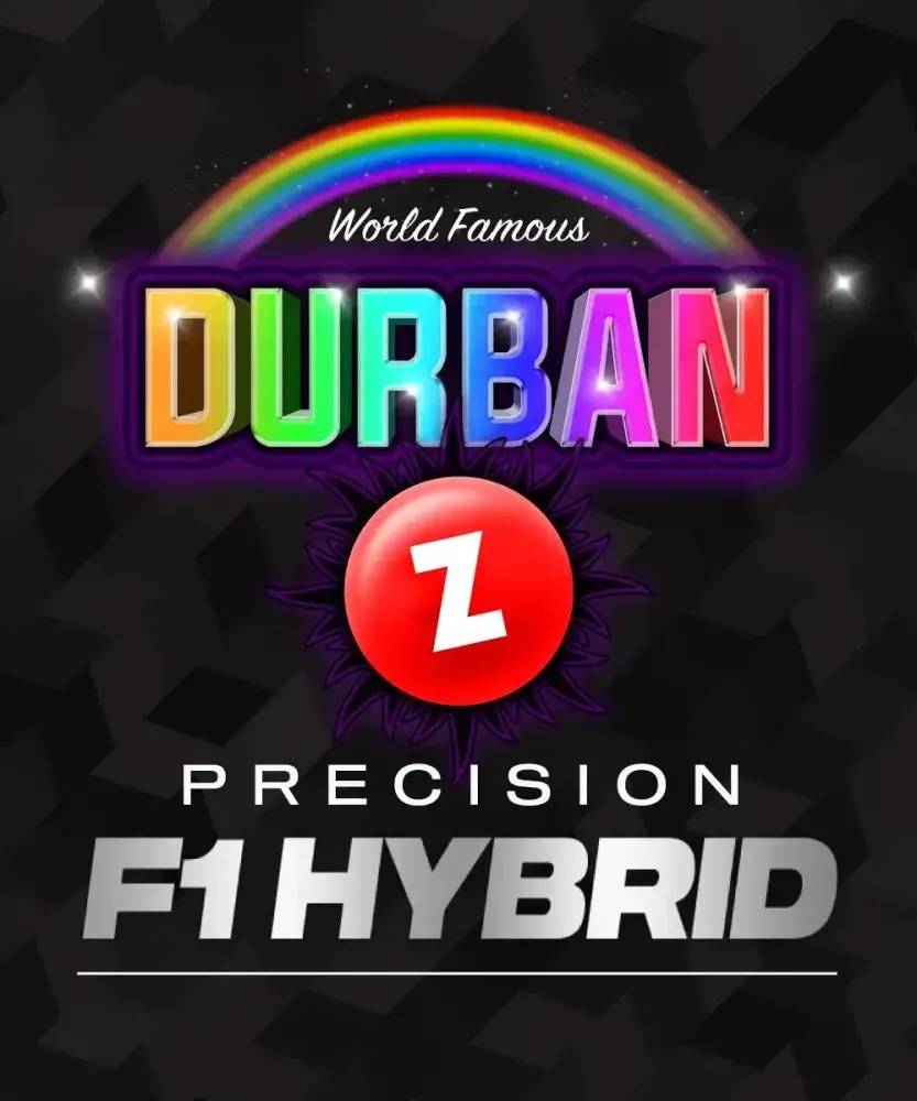 Durban Z F1 Feminised Cannabis Seeds | Barneys Farm.