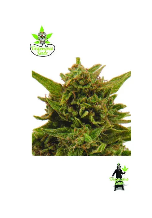 Eter Blueberry Feminised Cannabis Seeds | Dispensario Seeds