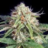 Fast Ryder II Auto flowering Feminised Cannabis Seeds | Bulldog Seeds