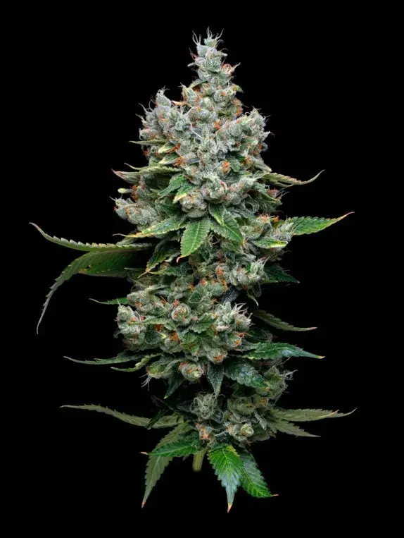 Funfetti Poundcake Feminised Cannabis Seeds - Mavericks Seeds.