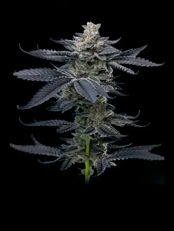 Gary Payton Feminised Cannabis Seeds - Mavericks Seeds.