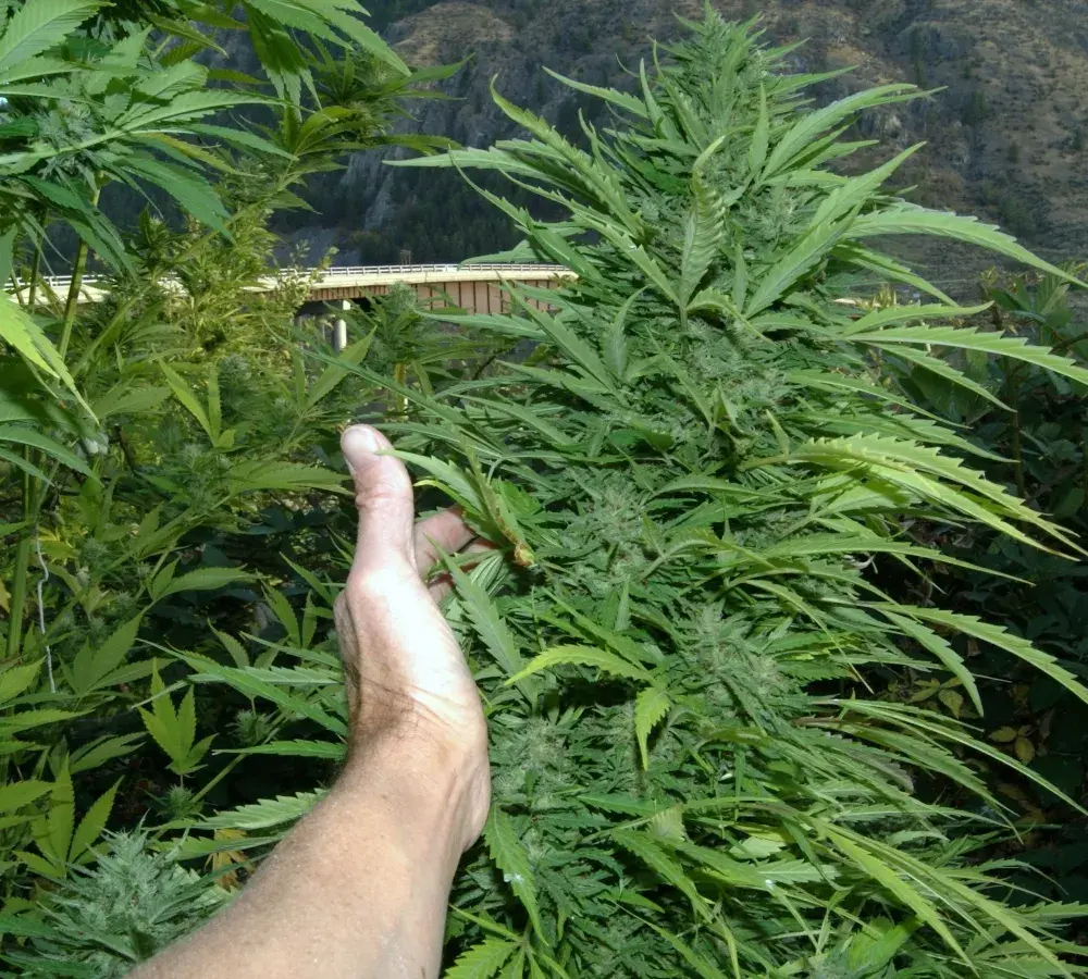 Amazing Cherry Feminised Auto Cannabis Seeds Super Autos by Stitch | Flash Super Autos