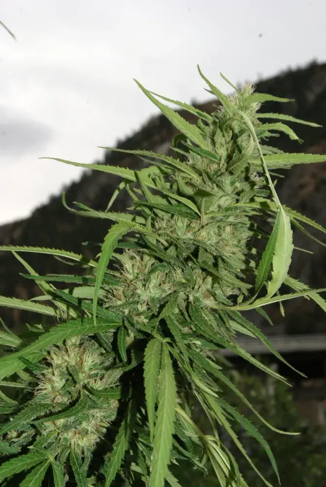 Cookie G13 Feminised  Auto Cannabis Seeds Super Autos by Stitch | Flash Super Autos