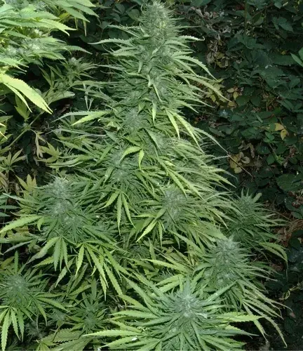 Cristal Fruity Kush Feminised  Auto Cannabis Seeds Super Autos by Stitch | Flash Super Autos