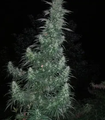 Panama Lime Feminised Cannabis Seeds