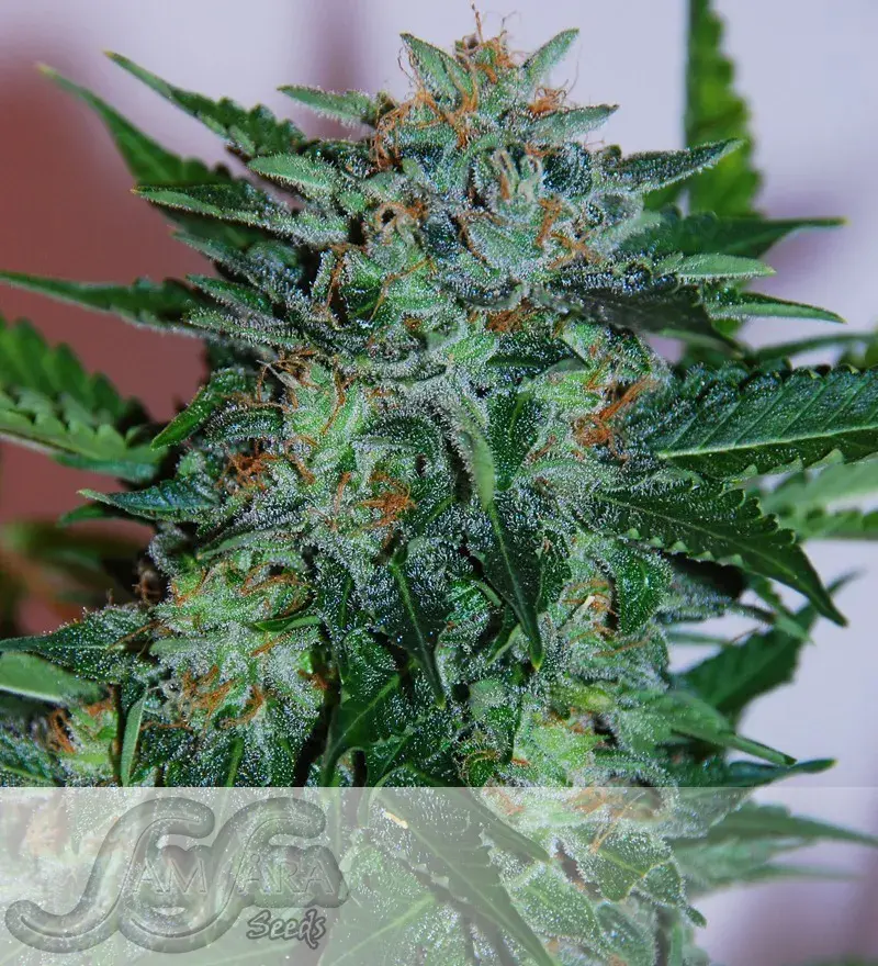 Flash Babylon Auto Feminised Cannabis Seeds