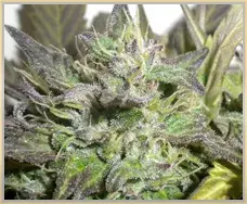 Gage Green Flight 813 Cannabis Seeds