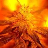 Fondue Feminised Cannabis Seeds | Delta 9 Labs