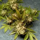 Fruit of The Gods (FOG) Regular Cannabis Seeds | Delta 9 Labs