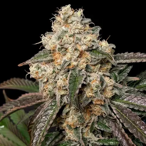 Forbidden Fruit Cake Feminised Cannabis Seeds - Advanced Seeds 