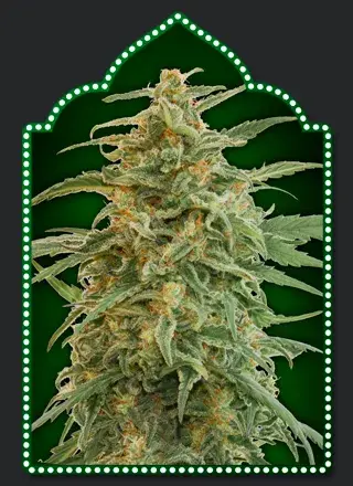 Auto Gorilla Feminised Cannabis Seeds | OO Seeds 