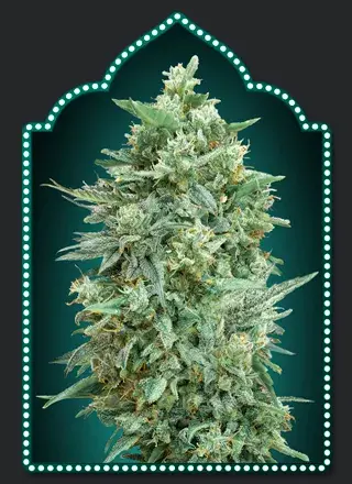 Auto Northern Lights XXL Feminised Cannabis Seeds | OO Seeds