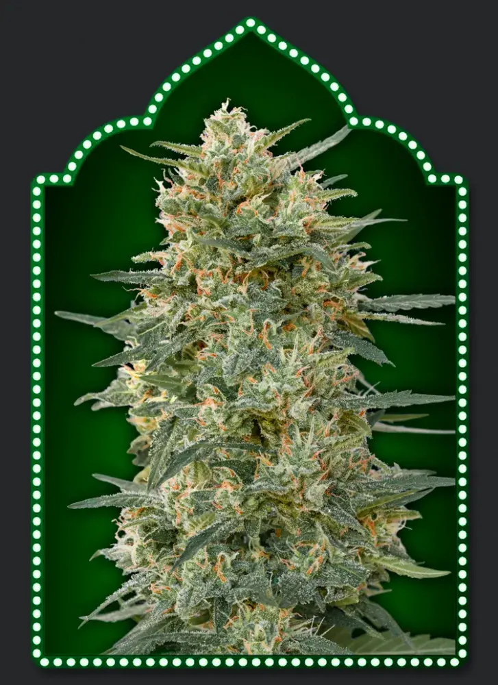 ​Gorilla Fast Feminised Cannabis Seeds | OO Seeds