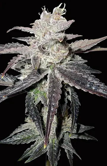 Buy Big Head Seeds Freeze Berry Auto Feminised Cannabis Seeds