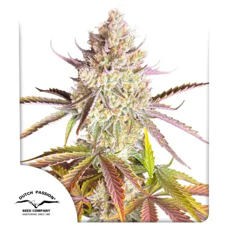 Fruit Bomb Punch Feminised Cannabis Seeds | Dutch Passion.