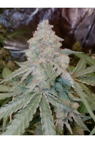 Fruit Cake Feminised Cannabis Seeds | Seed Stockers.