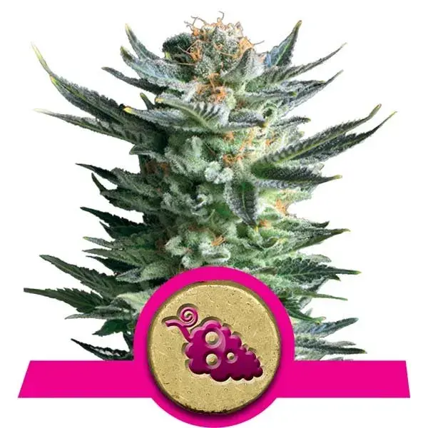 Fruit Spirit Feminised Cannabis Seeds | Royal Queen Seeds