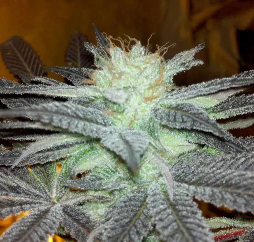 Fugu Kush Regular Cannabis Seeds | Hazeman Seeds